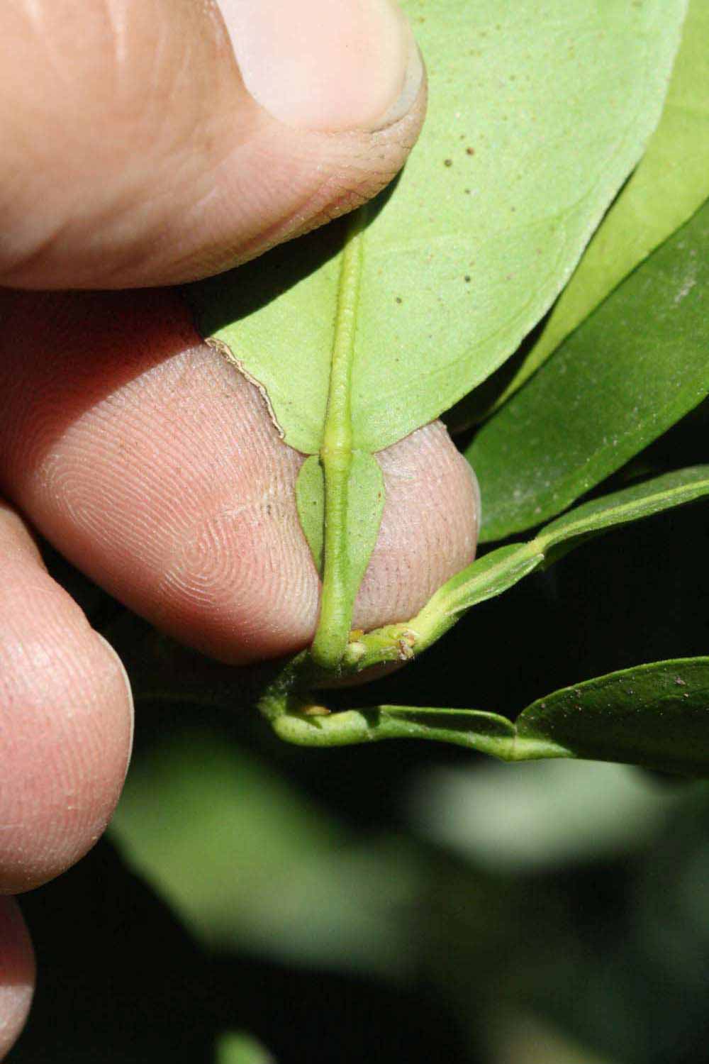              Petiole (Riverside, CA)       